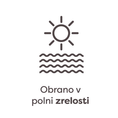 obrano v polni zrelosti